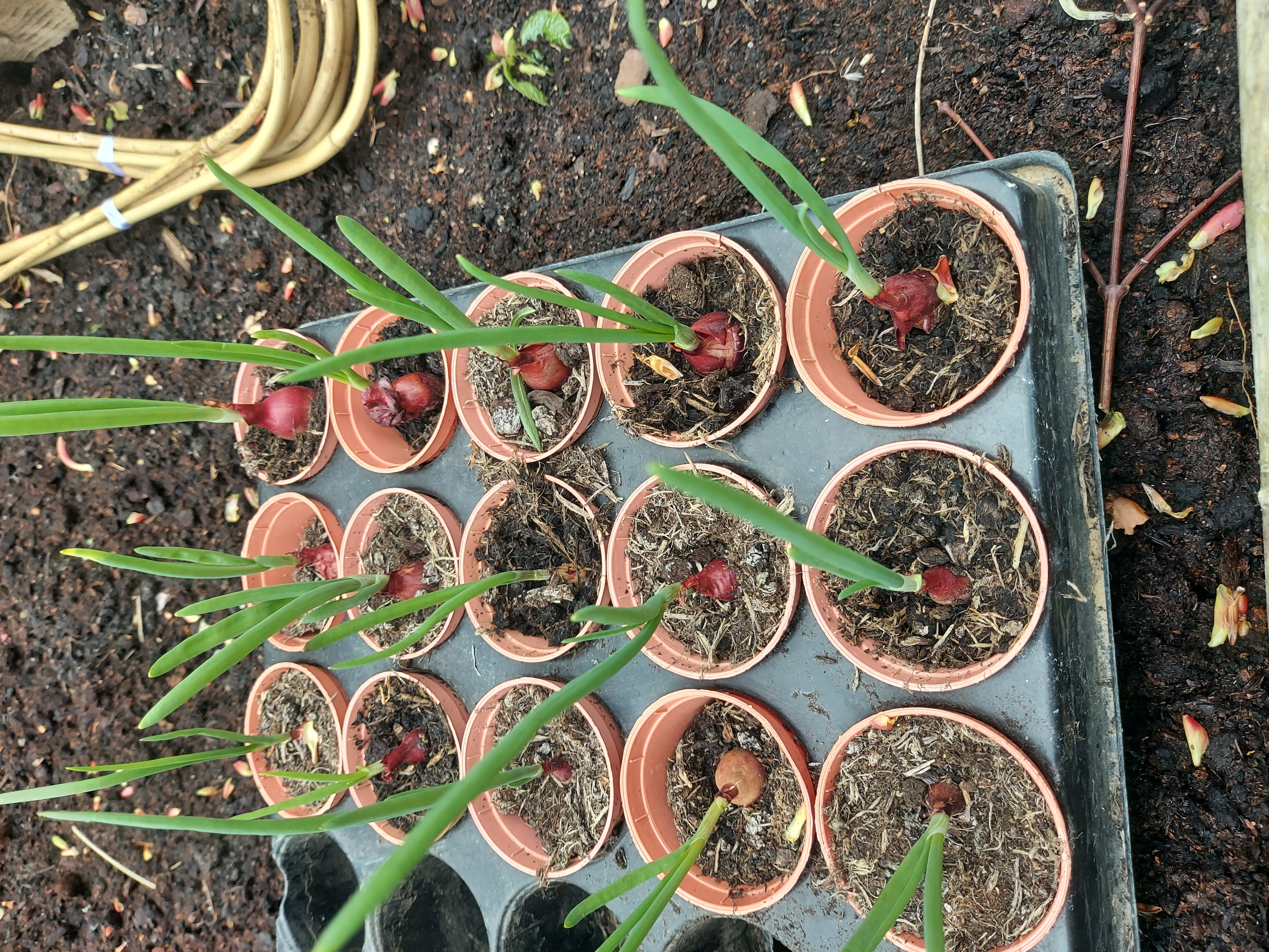 OSJCT Chilterns Court