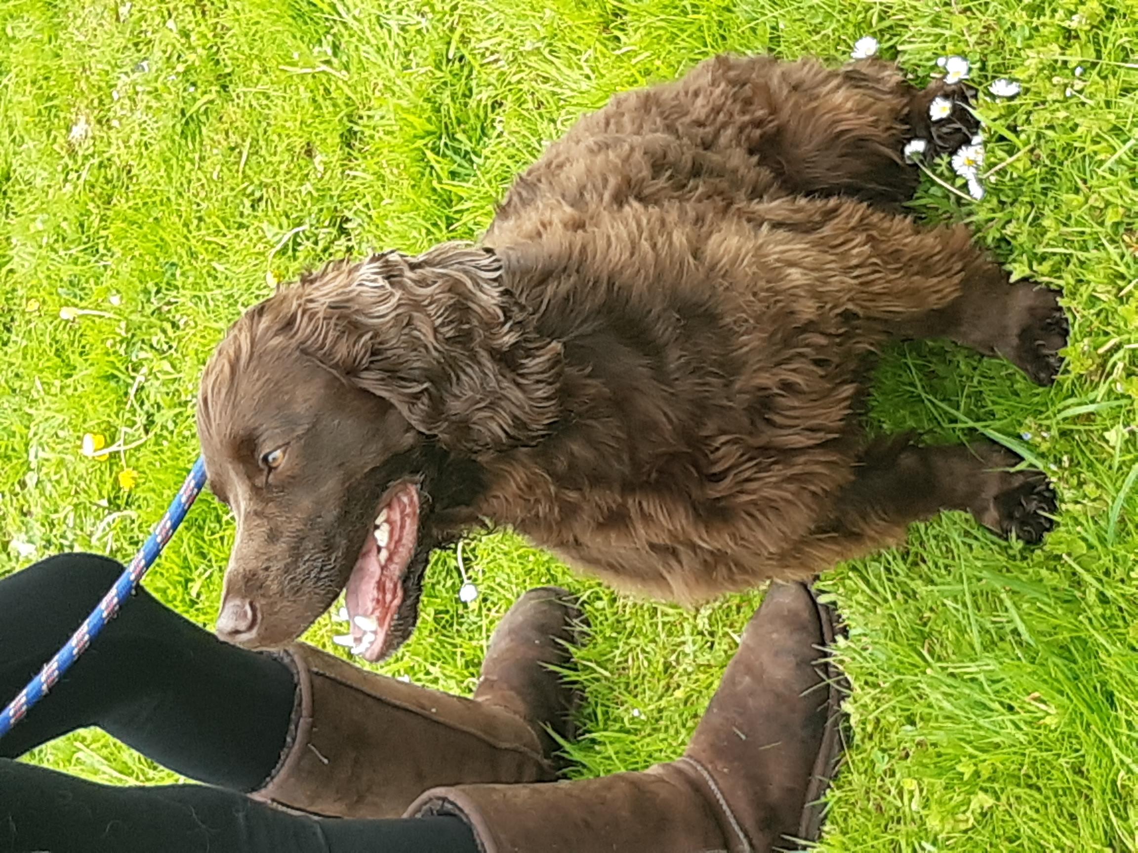 Cocker Spaniel, Rolo