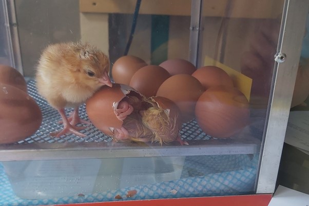 Chicks hatching at Chestnut Court