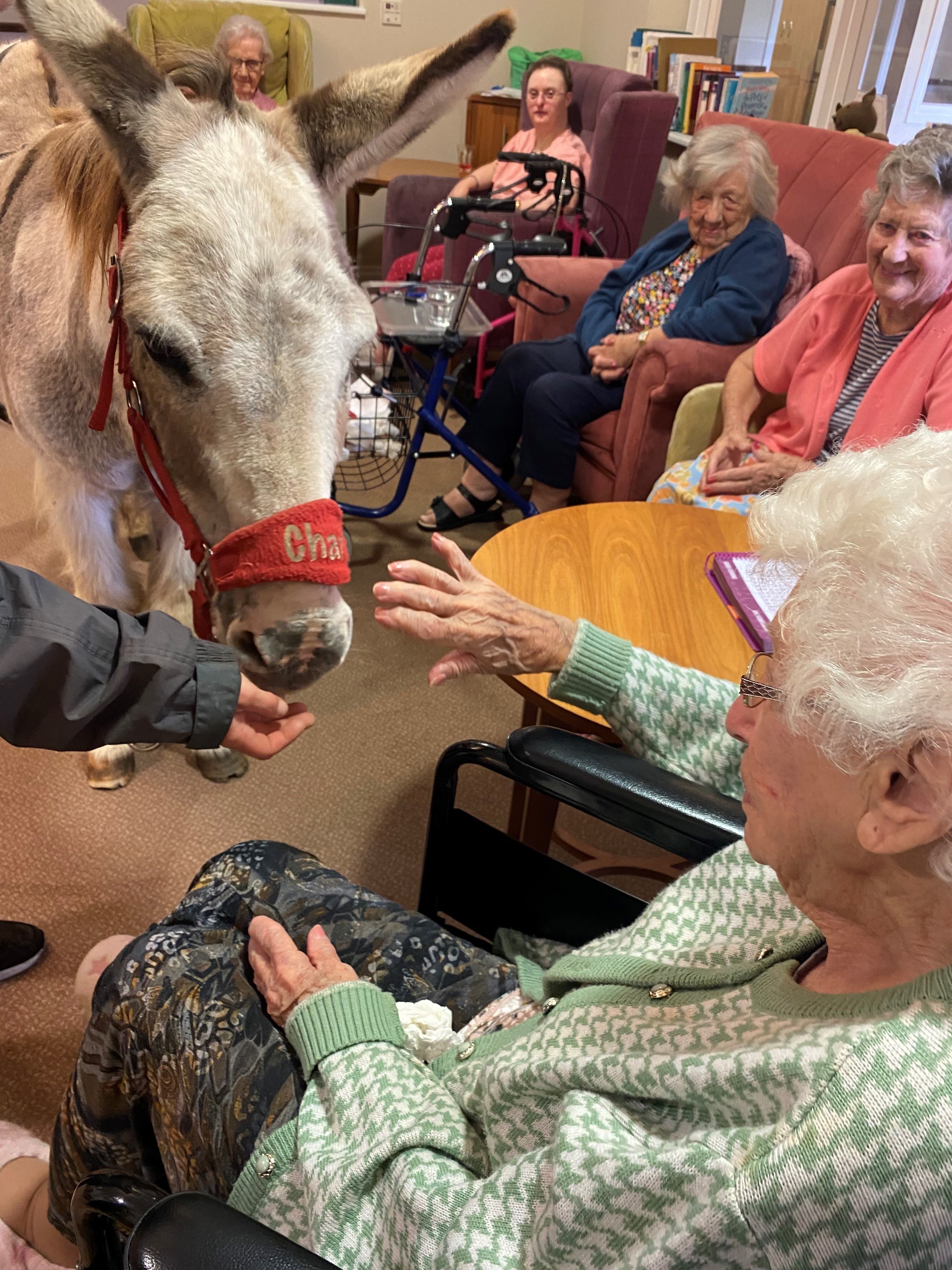 Charlie the donkey meets residents at Avonbourne