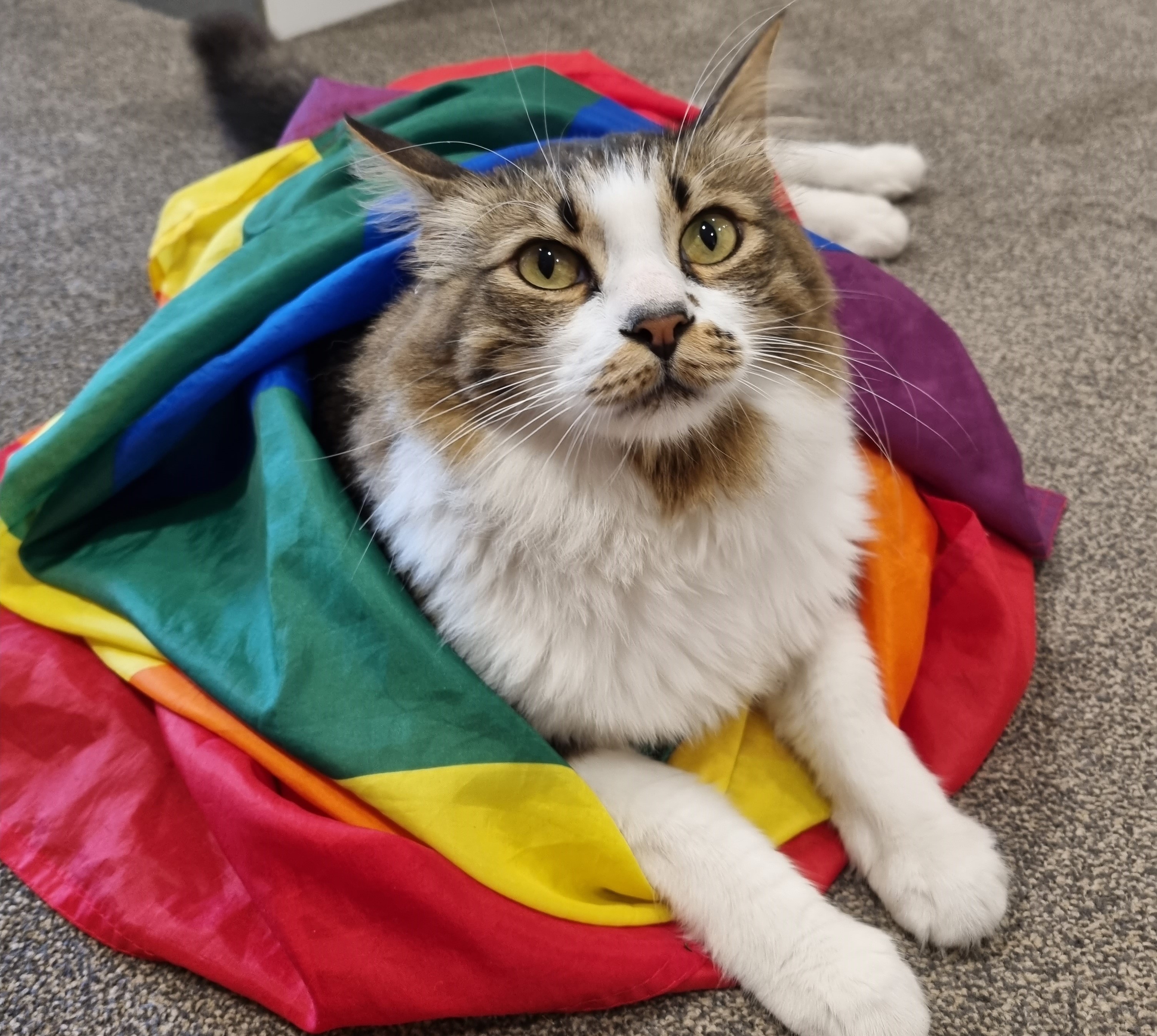 Henry joined in with Pride celebrations at Coombe End Court