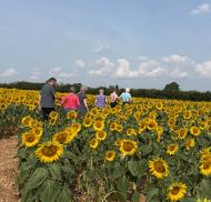 Athelstan House Sunflower Visit