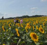 Athelstan House Sunflower Visit