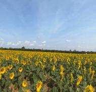 Athelstan House Sunflower Visit