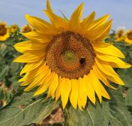 Athelstan House Sunflower Visit