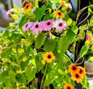 Edible flowers flourishing in the garden