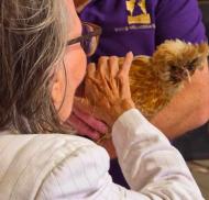 Resident gently interacts with a fluffy chicken during an animal handling session at Greatwood Charity.