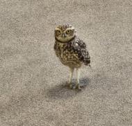 Feathers, talons and fascinating encounters at Coombe End Court