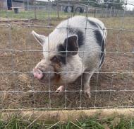 A pig standing beside a wire fence.