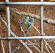 Two blue budgies perched on a branch.