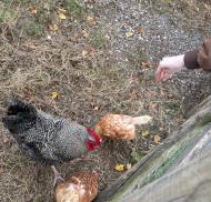 Three chickens beside their enclosure fence.