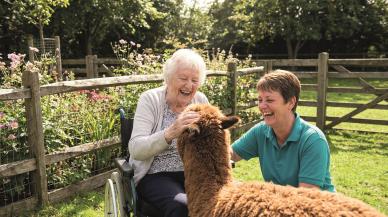 alpacas