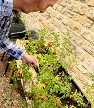 A resident picking tomatoes in the garden