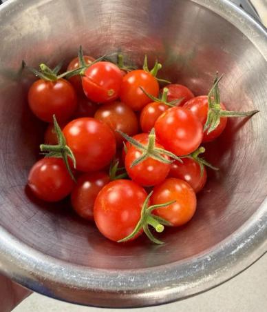 Freshly picked tomatoes from the Edwardstow garden
