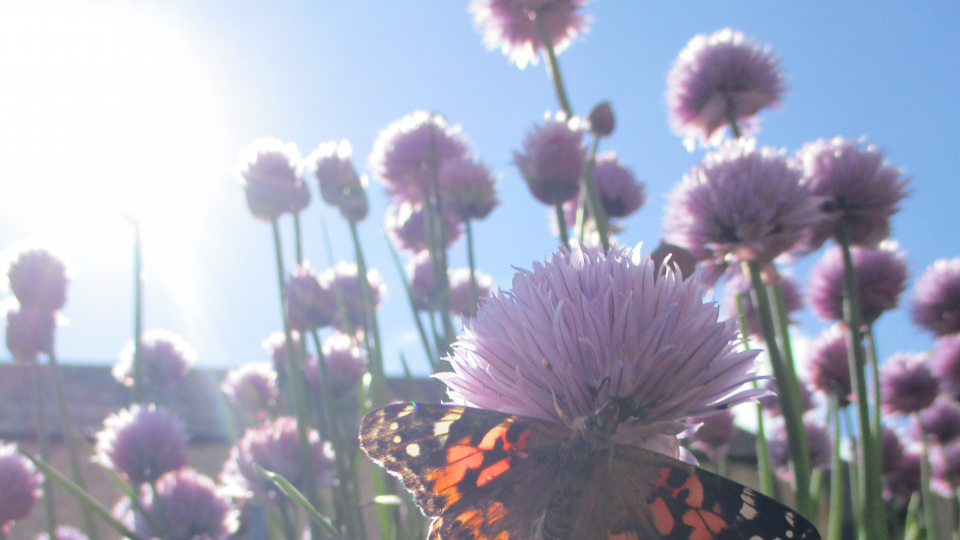 Butterfly Jubilee Lodge