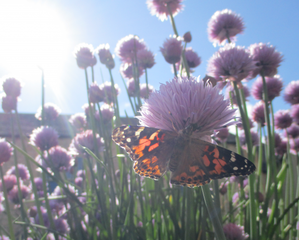 Jubilee Lodge butterfly project