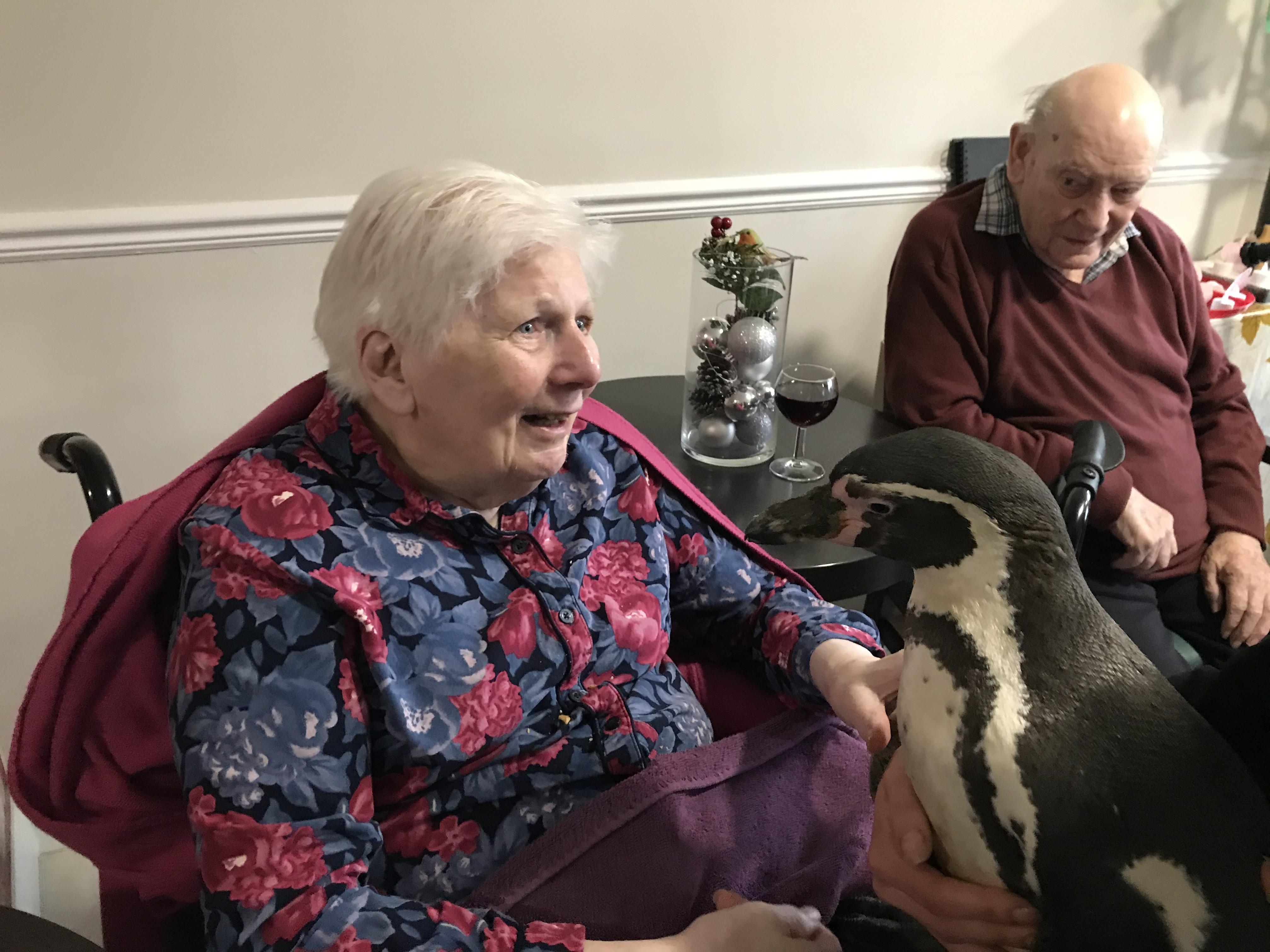 Penguins at Coombe End Court