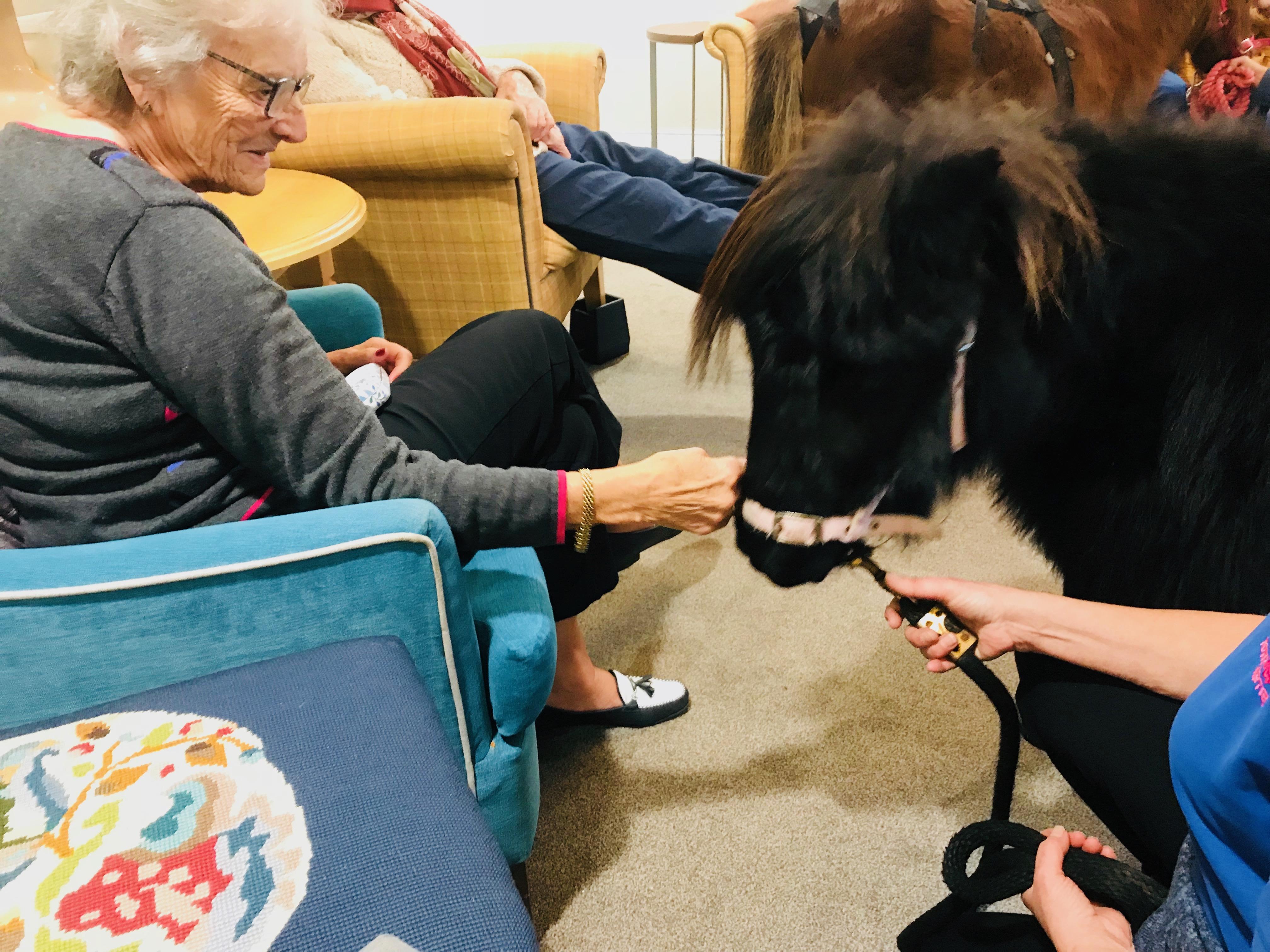 pony visits Edwardstow Court