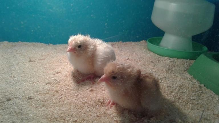 Baby chicks