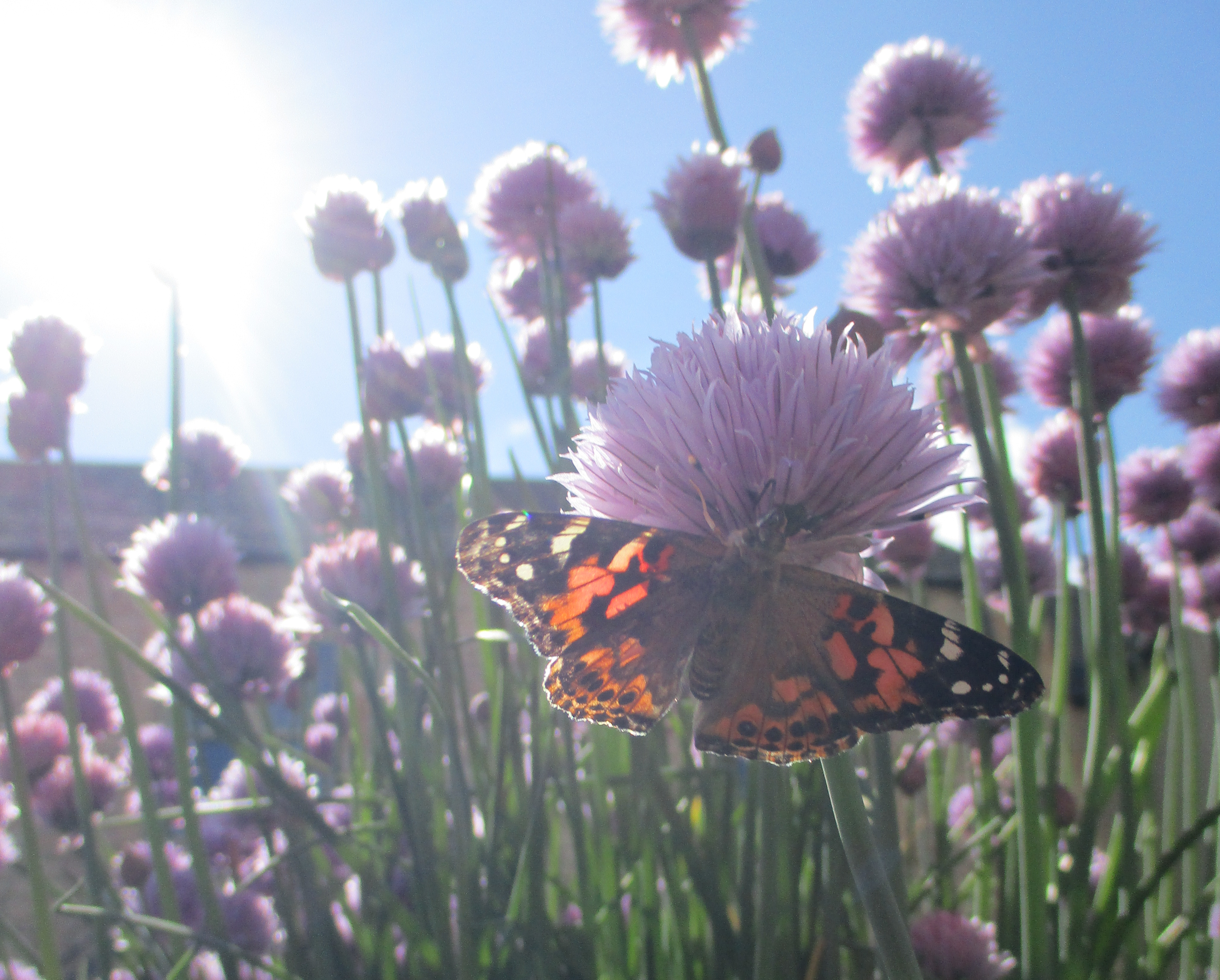 Butterfly Jubilee Lodge