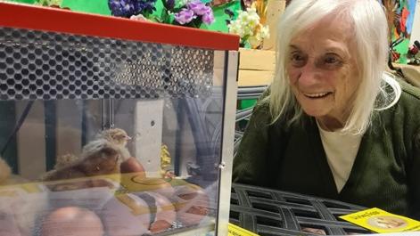 Our residents loved the chicks