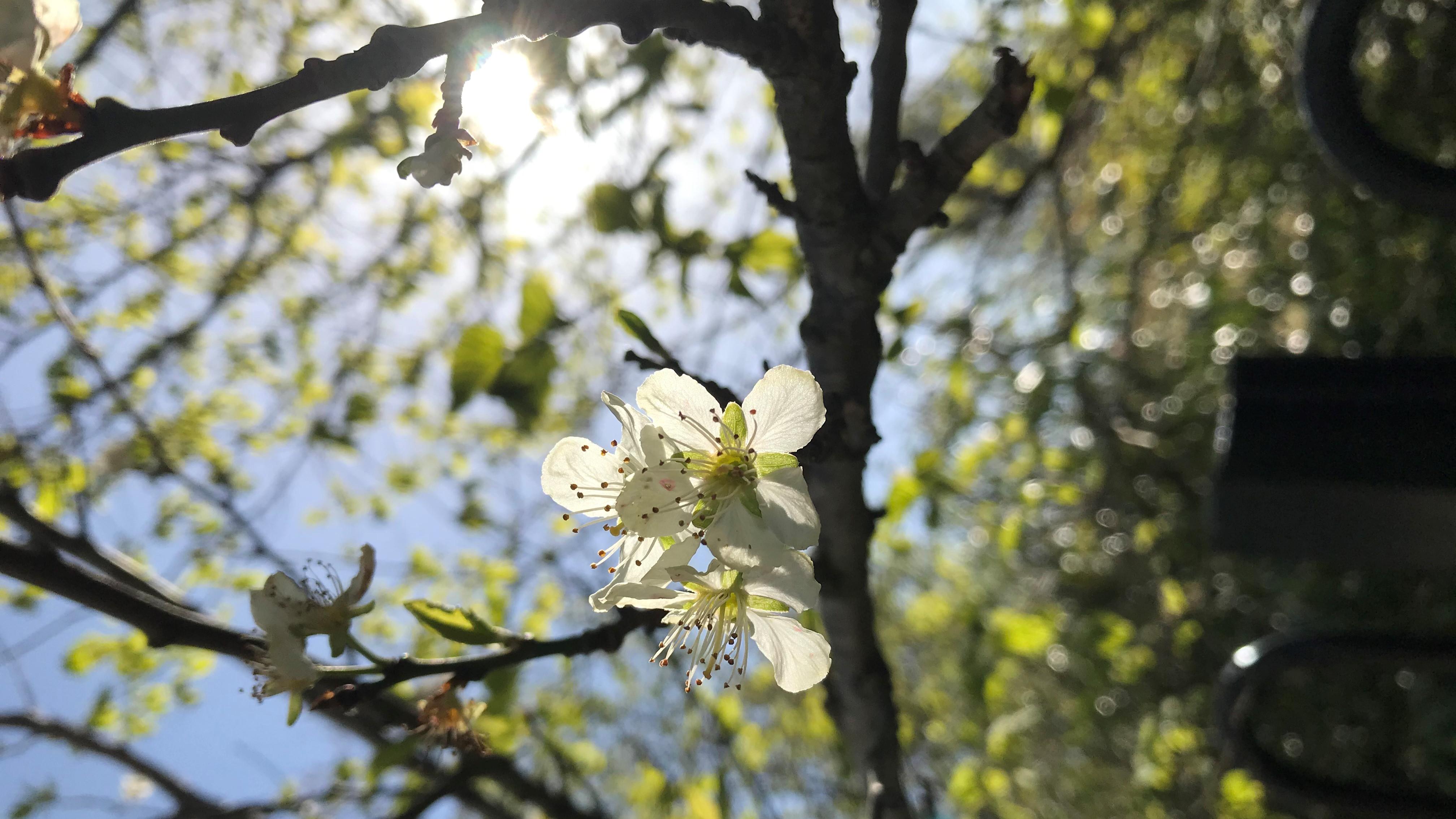 Fruit tree in blossom