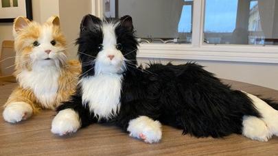 Avonbourne's animatronic cats