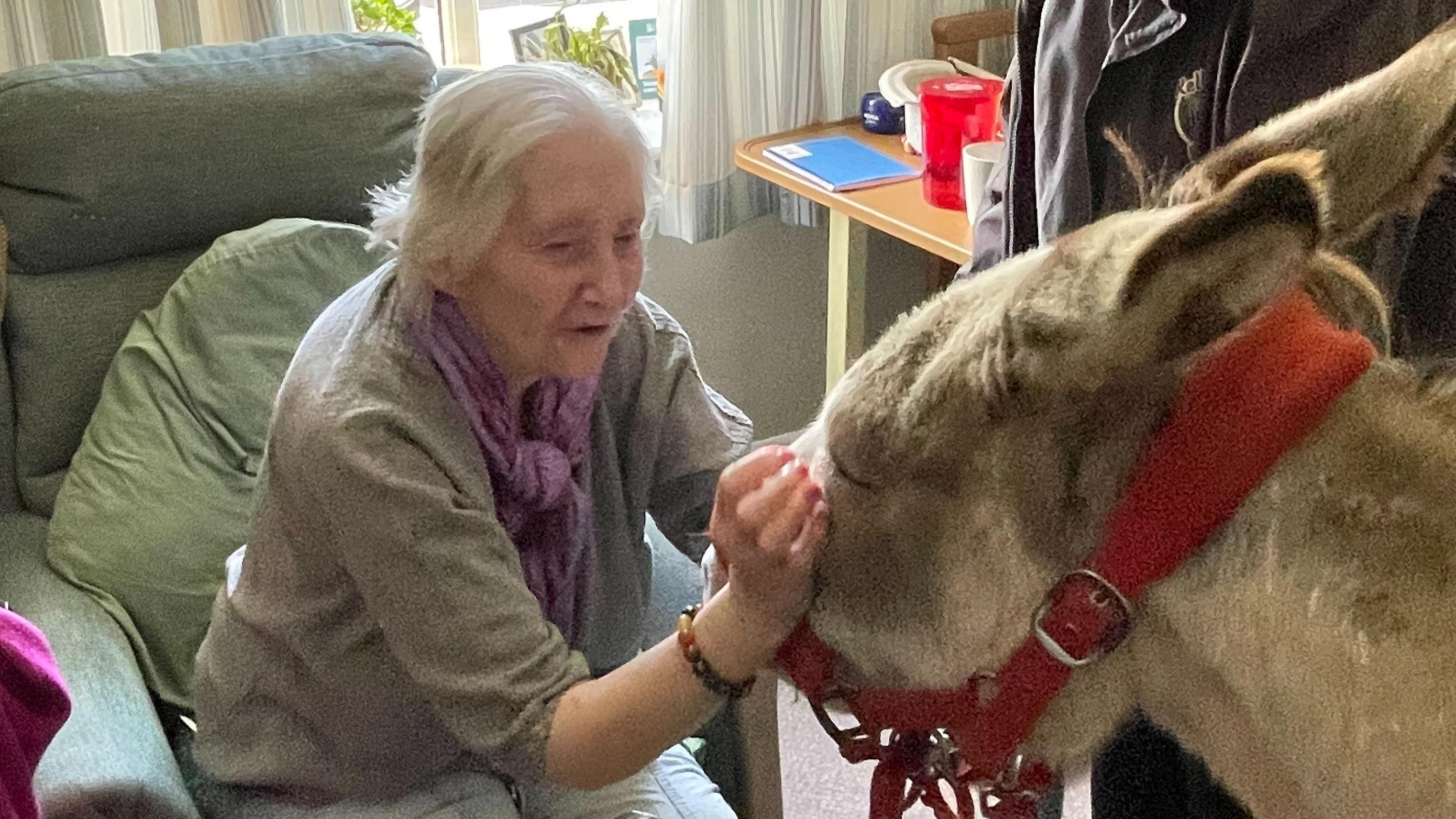 Charlie the donkey meets a resident