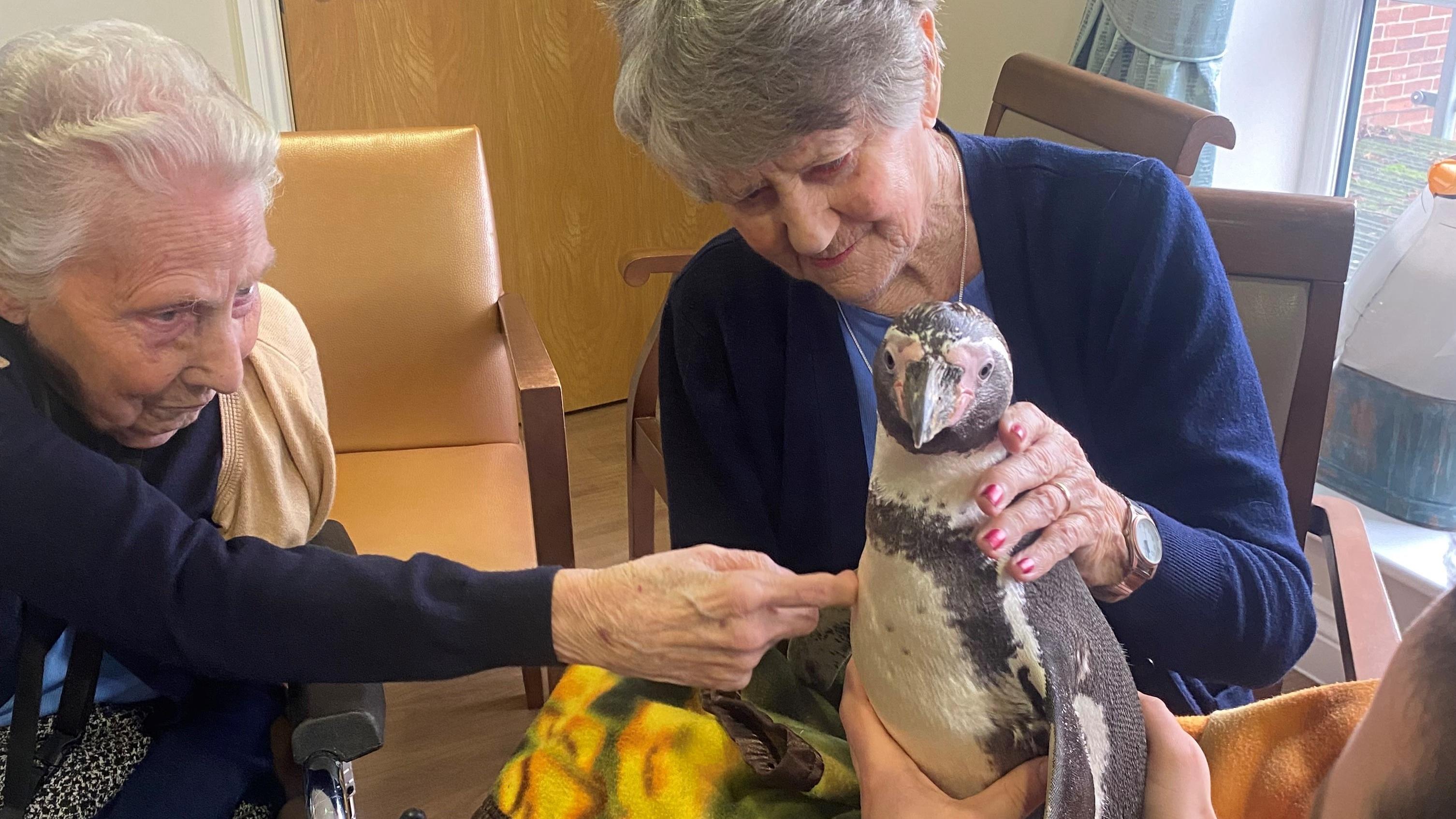 Residents meeting a Humboldt pengui