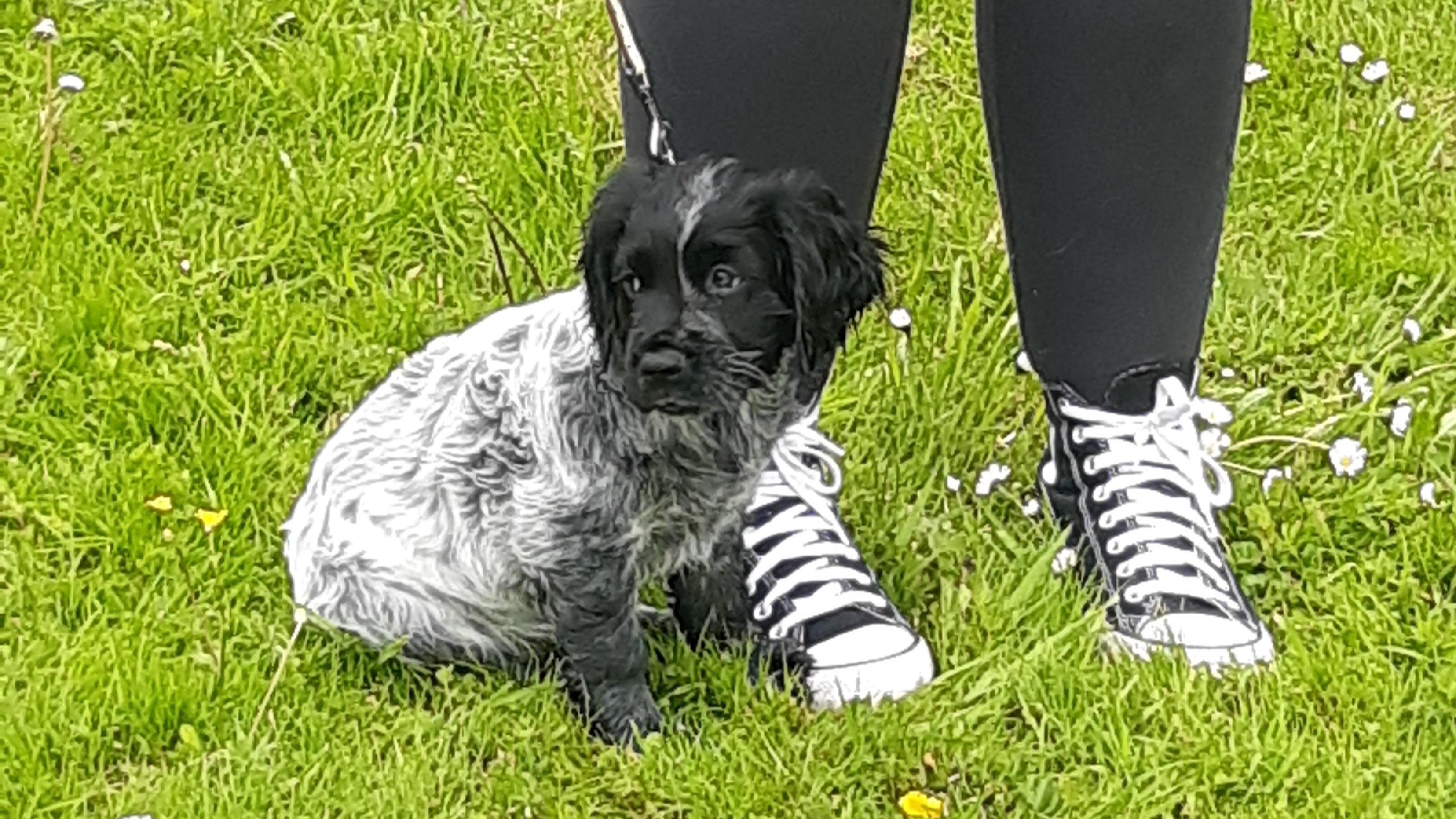 Cocker Spaniel puppy Brook at Coombe End Court dog show