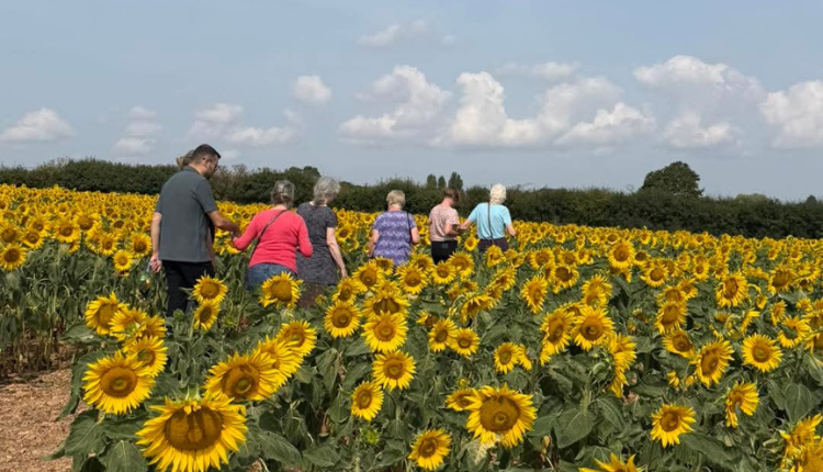 Residents enjoy a sun-kissed adventure among the sunflowers at Athelstan House