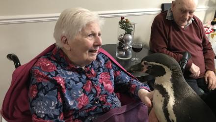 Penguins at Coombe End Court