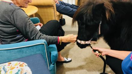 pony visits Edwardstow Court