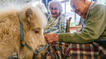 Ponies at Marston Court