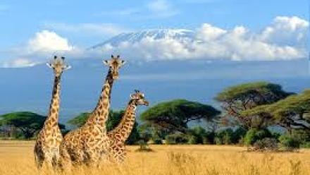 jubilee kenya