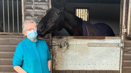 resident horses
