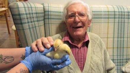 chicks Paternoster