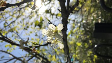 Fruit tree in blossom