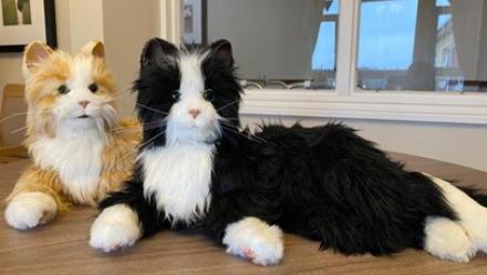 Avonbourne's animatronic cats