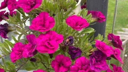 trust in bloom