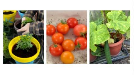 Buckland Court's vegetables