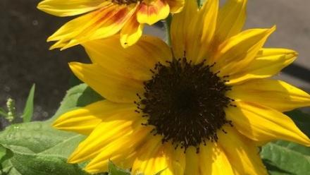 sunflowers