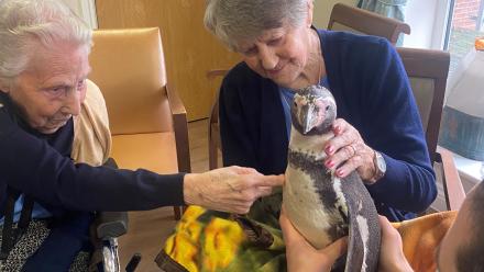 Residents meeting a Humboldt pengui