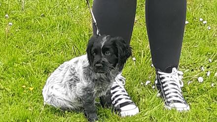 Cocker Spaniel puppy Brook at Coombe End Court dog show