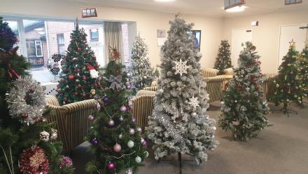 a 'forest' of decorated Christmas trees