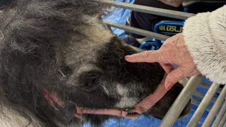 Chilterns Court celebrates National Farm Day with a visit from local petting zoo