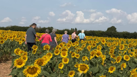 Residents enjoy a sun-kissed adventure among the sunflowers at Athelstan House